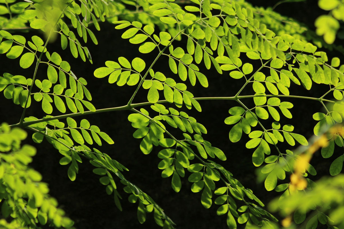 Moringa eller järntillskott: Vad ger kvinnor bäst effekt vid järnbrist?