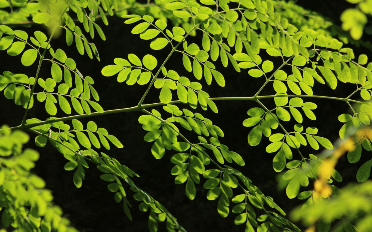 Moringa eller järntillskott: Vad ger kvinnor bäst effekt vid järnbrist?