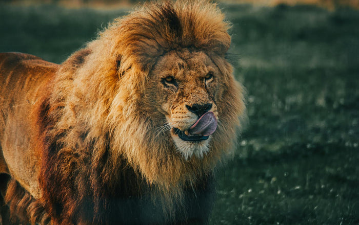 Nootropics-stacken: Lion's Mane + Shilajit för fokus