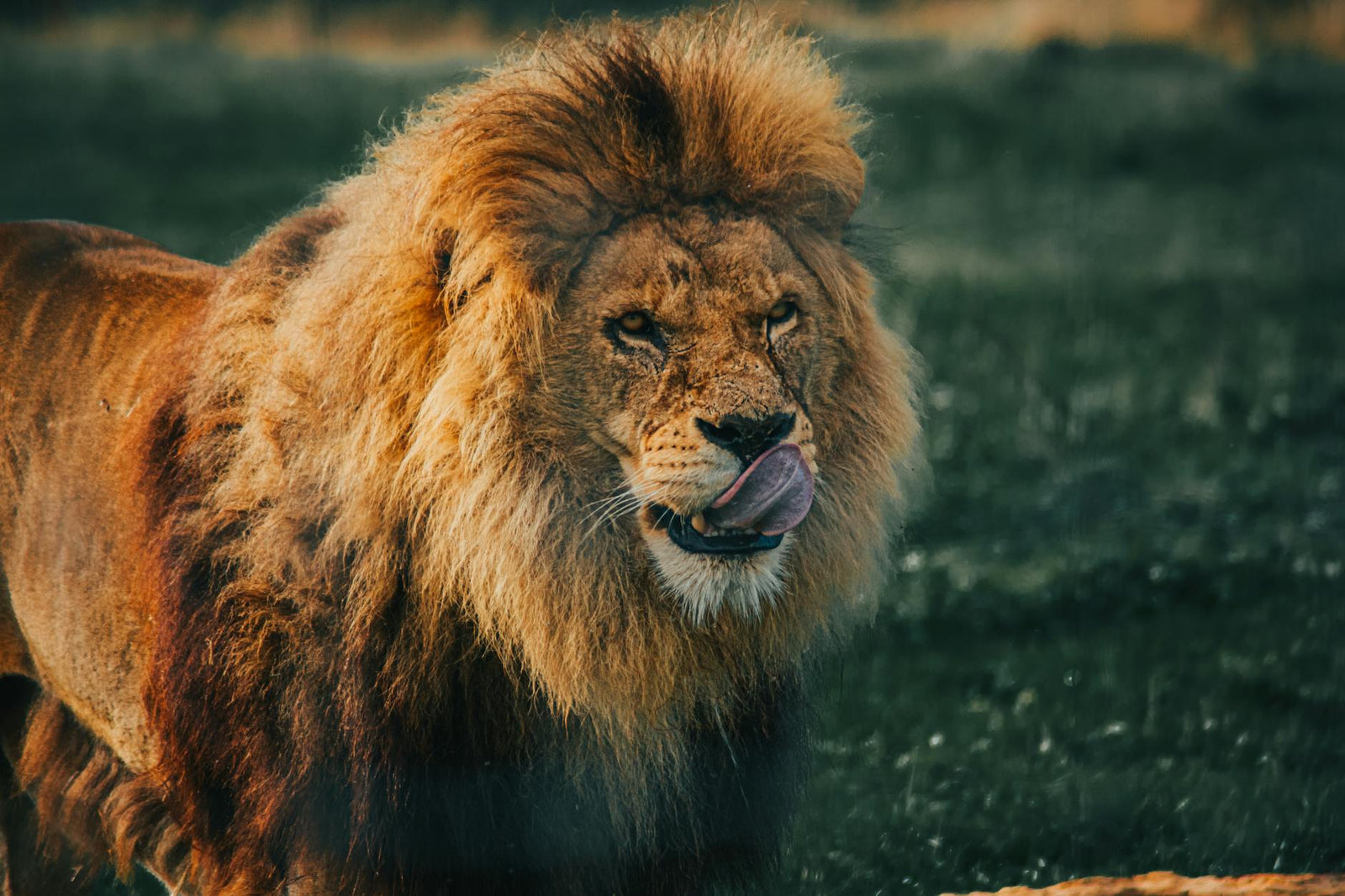Nootropics-stacken: Lion's Mane + Shilajit för fokus