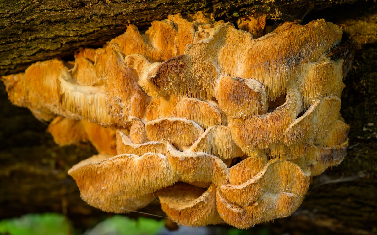 Vad är Lion's Mane bra för? Hjärna, fokus och nervsystem förklarat